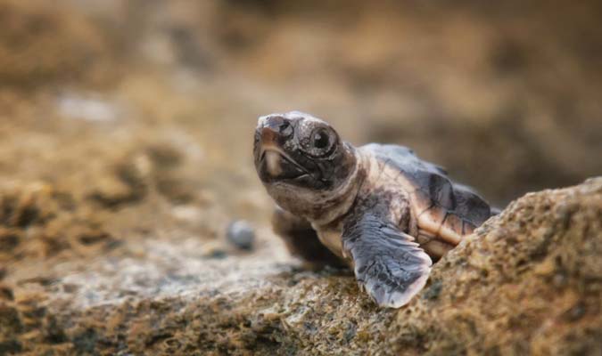 baby turtle cuixmala