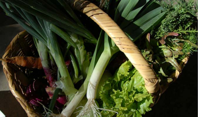 fresh organic food at cuixmala