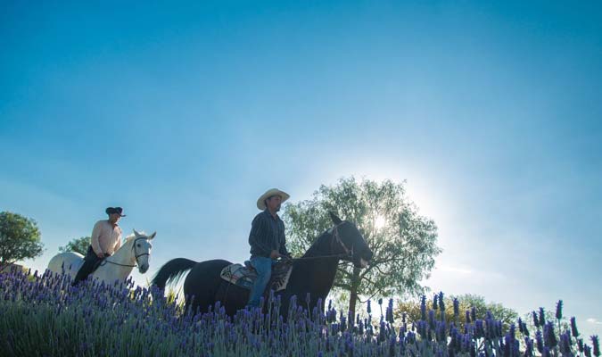 rancho-del-sol-horse-riding