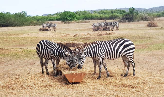 zebras at cuixmala